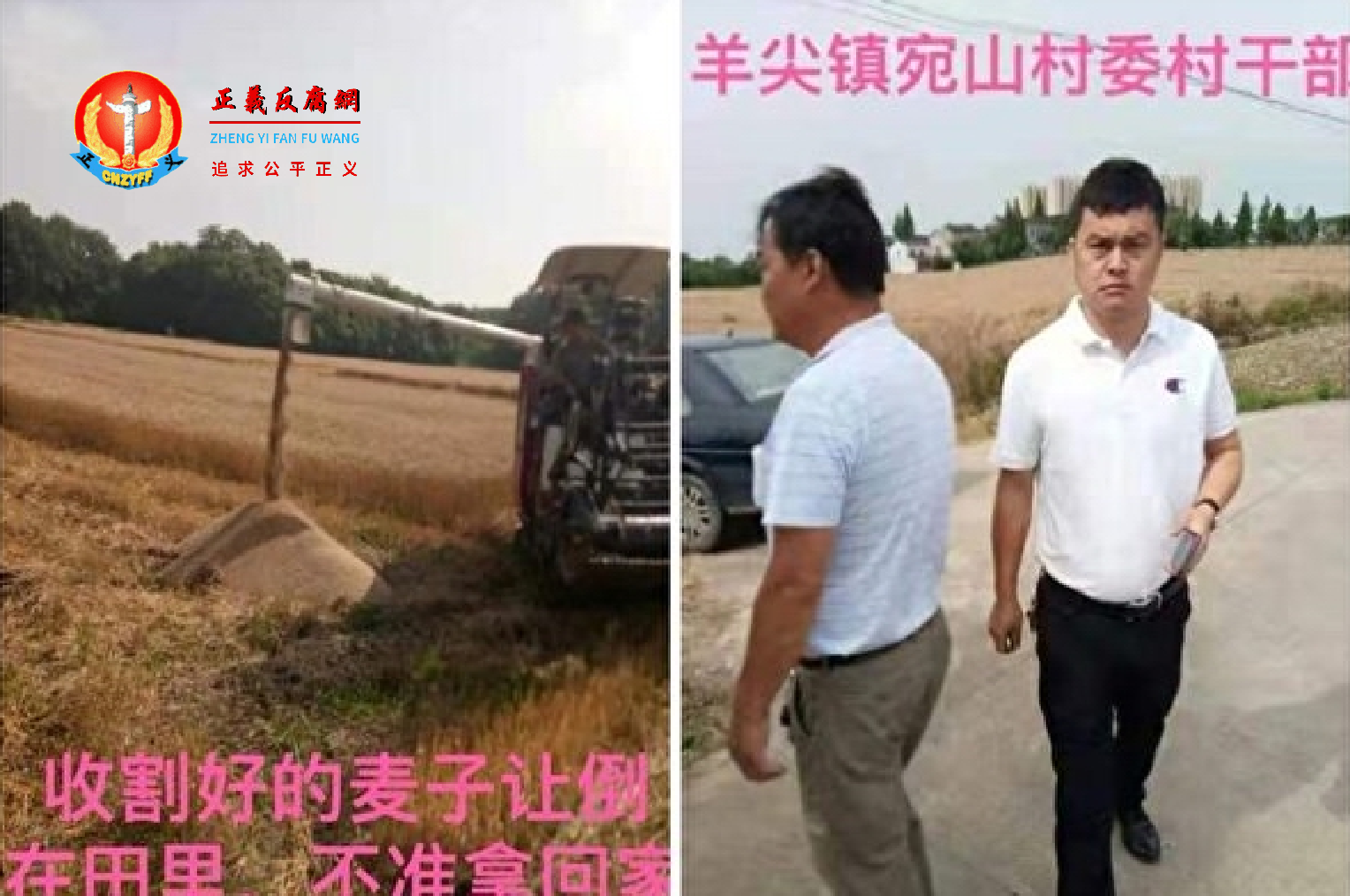 无锡市锡山区村民顾治平,栽种的60亩小麦已成熟,因村书记阻挠不让收成,部分已采收下来的小麦被倒回田中以致腐烂。.png 无锡市锡山区村民顾治平,栽种的60亩小麦已成熟,因村书记阻挠不让收成,部分已采收下来的小麦被倒回田中以致腐烂。.png