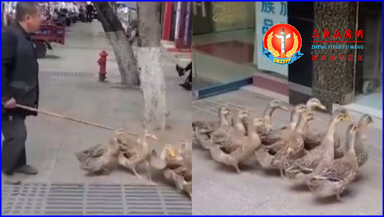 2022年10月15日,重庆一位大爷街头赶鸭群售卖,这群鸭子很有灵性,听到有人询问,会主动凑上前让客人挑选。.png 2022年10月15日,重庆一位大爷街头赶鸭群售卖,这群鸭子很有灵性,听到有人询问,会主动凑上前让客人挑选。.png