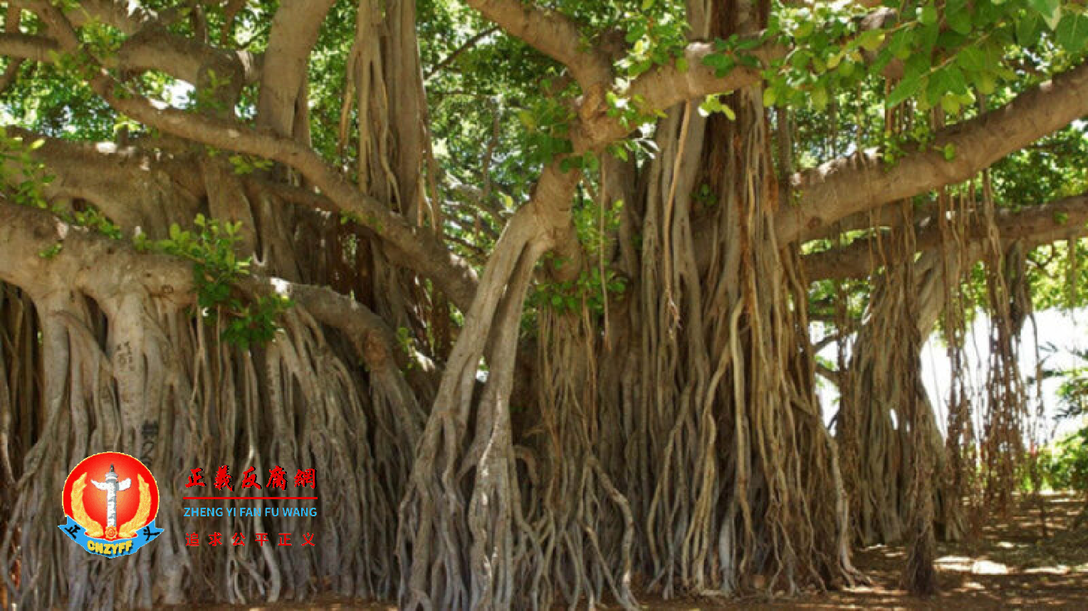 广州日前发布保护古树新规定。此为榕树的示意图。.png