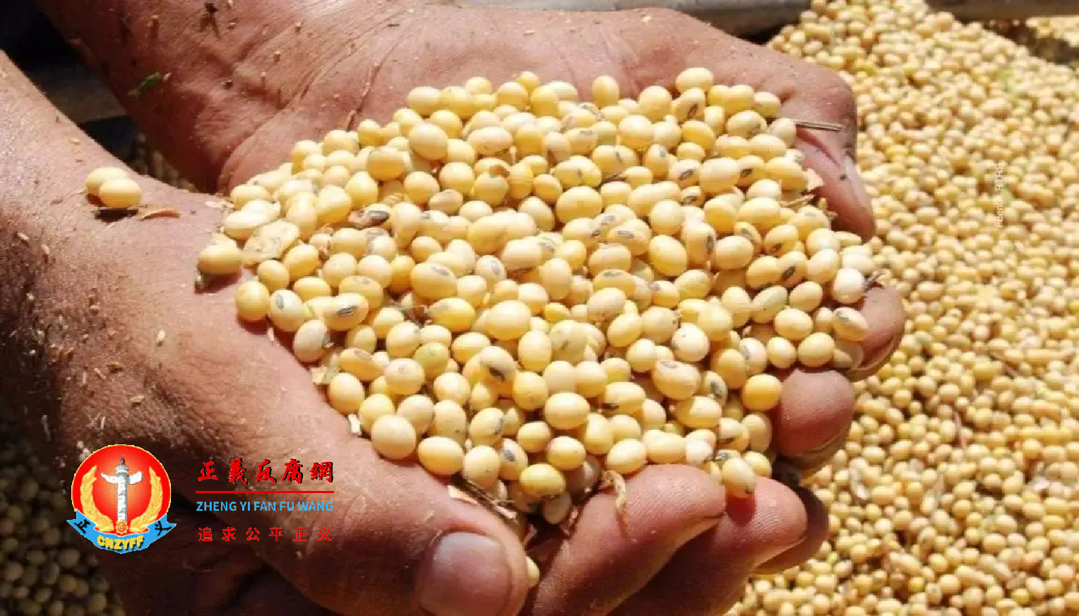 图为大豆。.png 图为大豆。.png