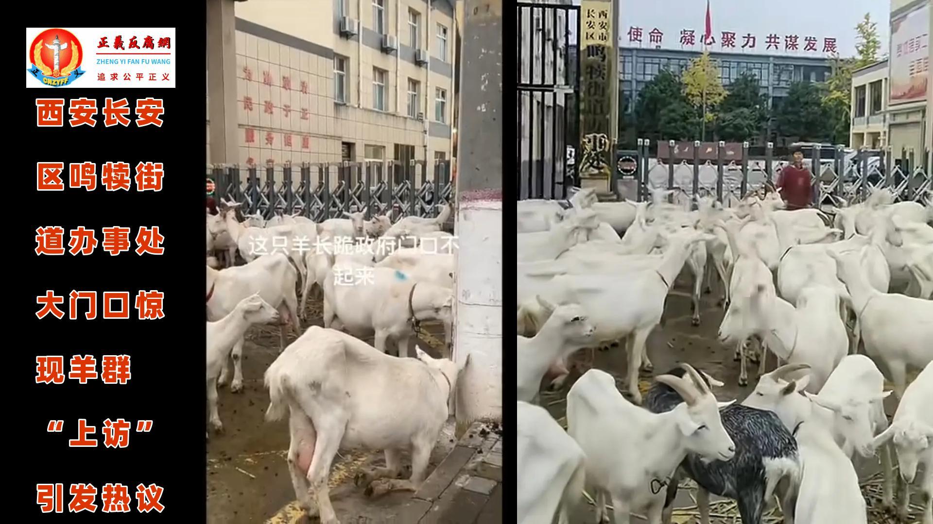 2025年10月19日，陕西西安市长安区鸣犊街道办大门口惊现一群羊围堵“上访”。.jpg